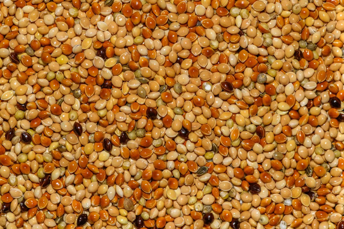 Toasted kiwicha grains ready for milling