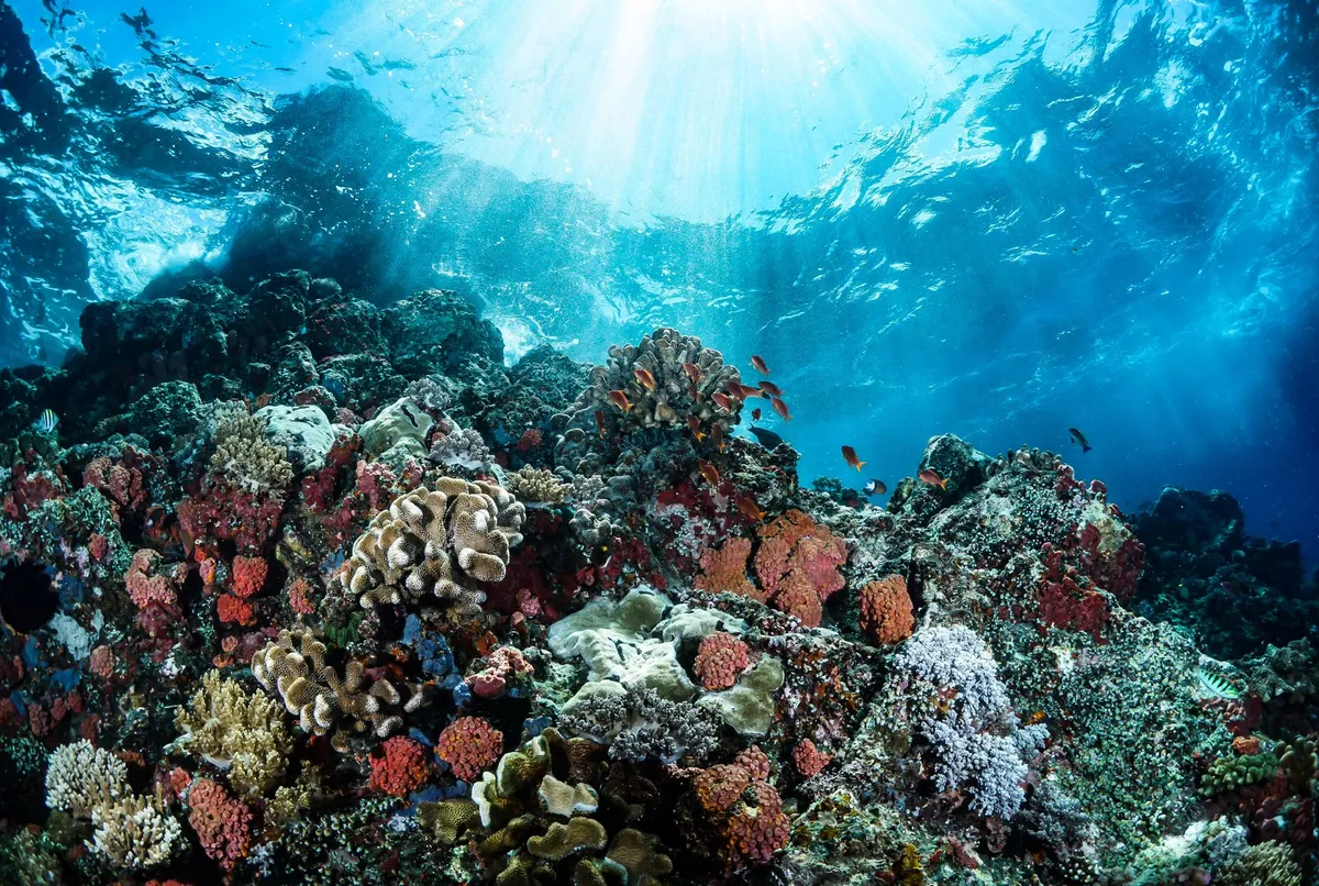 Vibrant coral reef with tropical fish