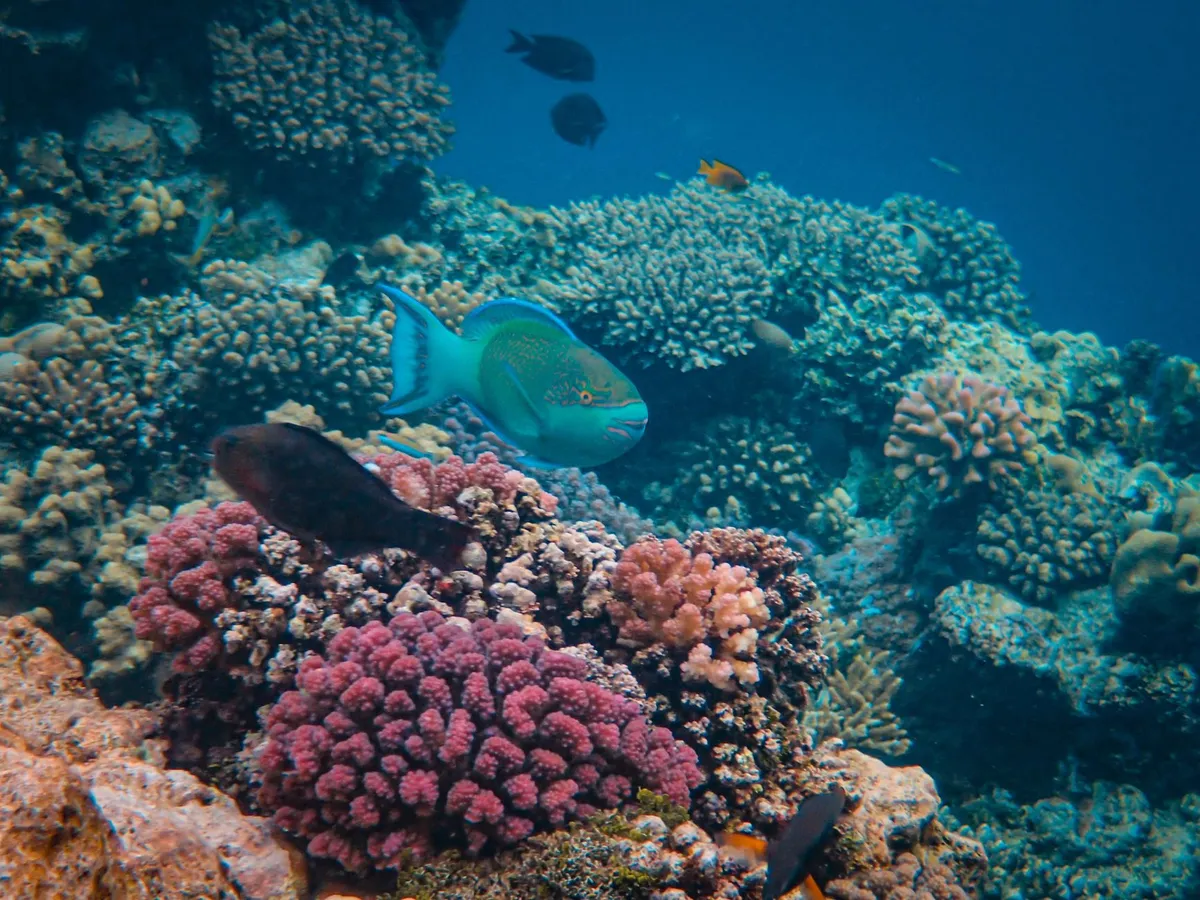 Vibrant coral reef ecosystem underwater