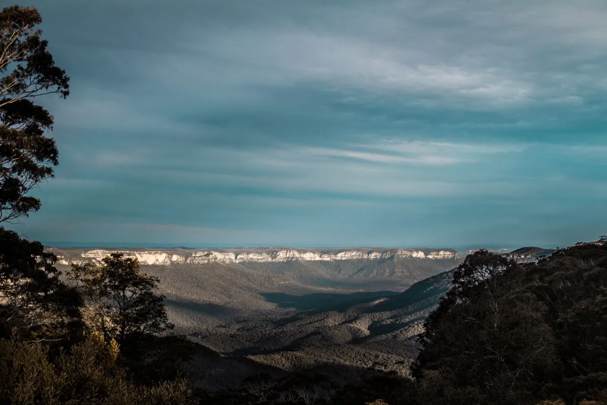 Dense eucalyptus forest in the Blue Mountains