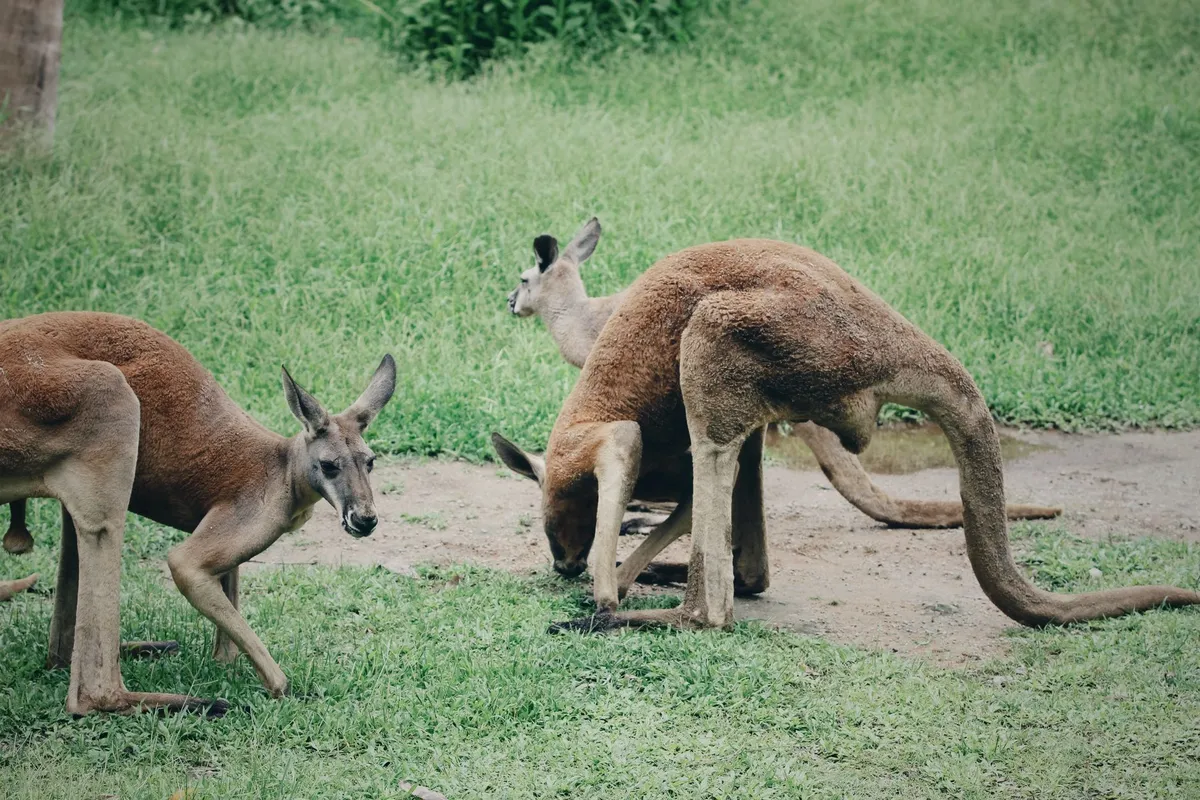 Australische Landschaft mit Kangaroo