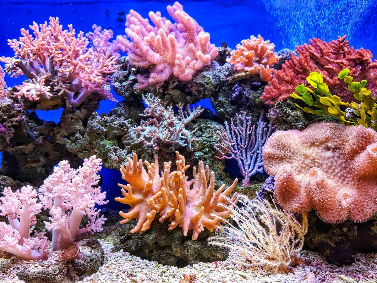 Close-up of vibrant coral reef