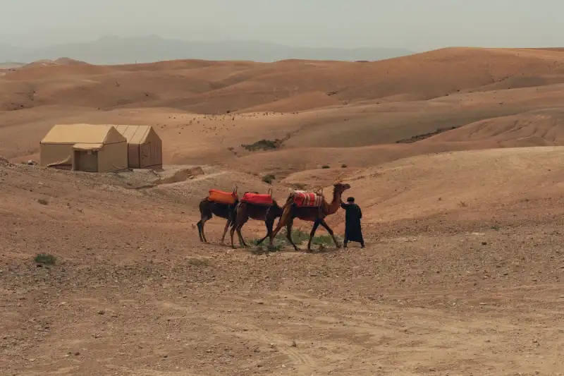 Traditional Turkmen yurt and camel caravan against a vast, golden Karakum Desert landscape at dawn