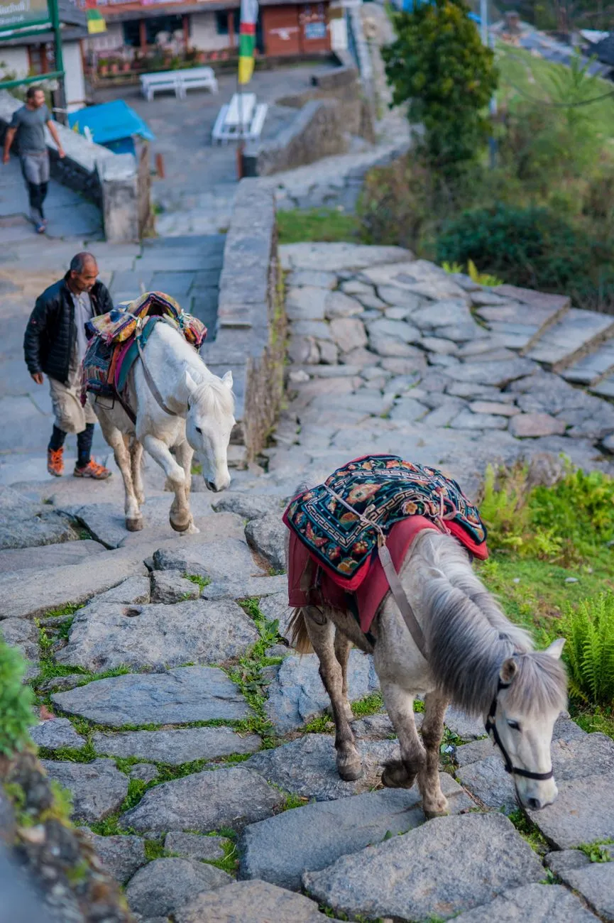 A group of trekkers and a pony making their way up the steep stone steps of the Tiger’s Nest trail in Bhutan