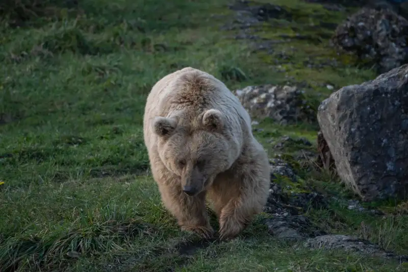 Grizzly bear in the Canadian Rockies