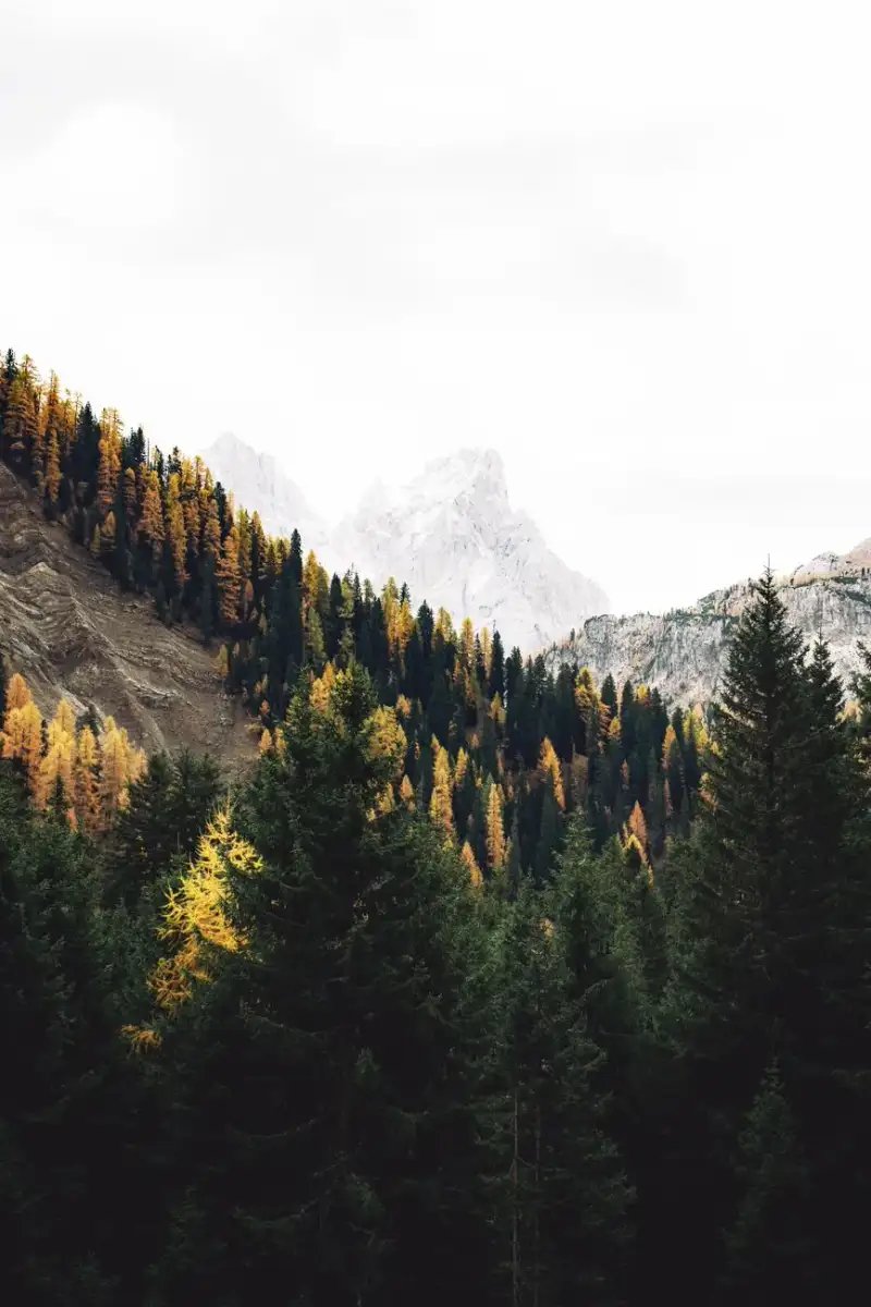 Autumn foliage in the Canadian Rockies