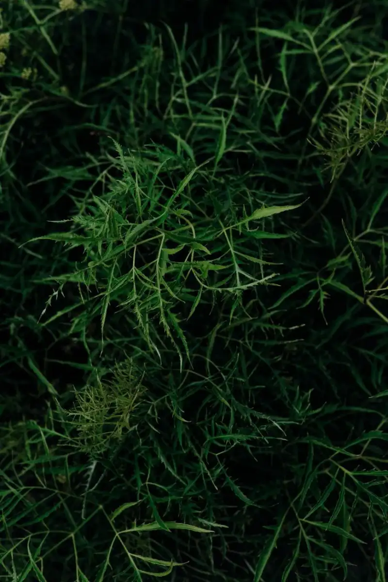 Wild Arugula