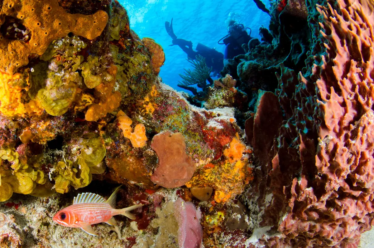Scuba diver exploring a vibrant coral reef with tropical fish