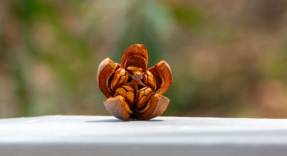 Exotic seed assortment