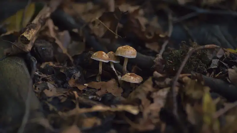 Mushrooms and Onions