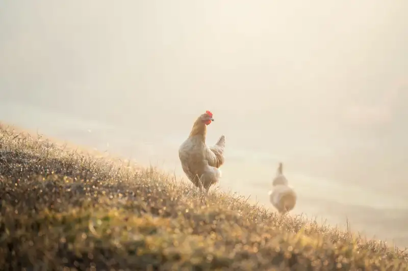 Image of Chicken Breast