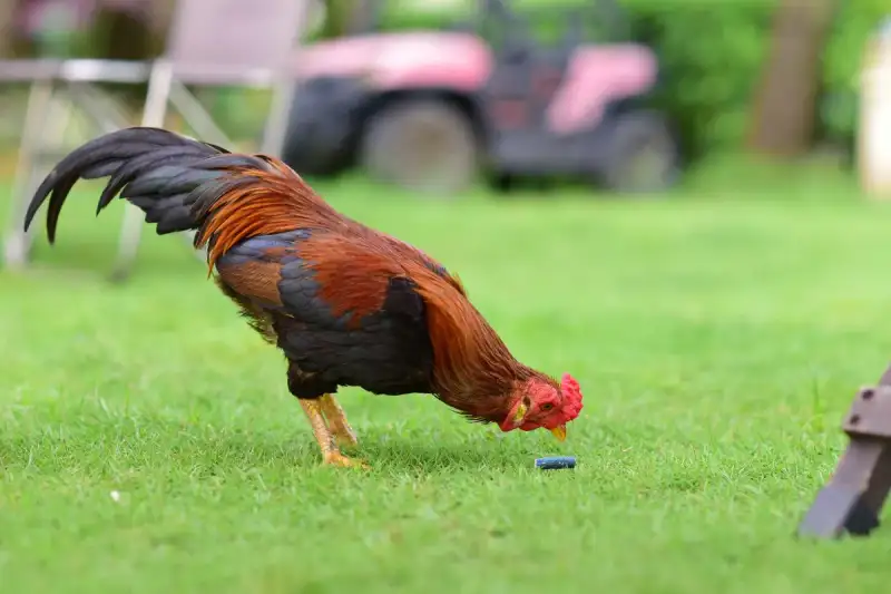 Image of Fresh Chicken