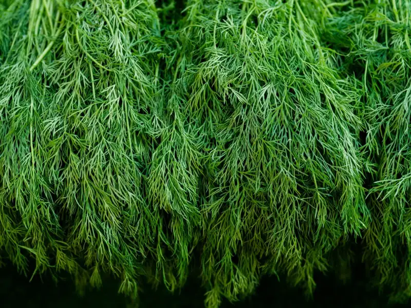 Dill and Apple Cider Vinaigrette