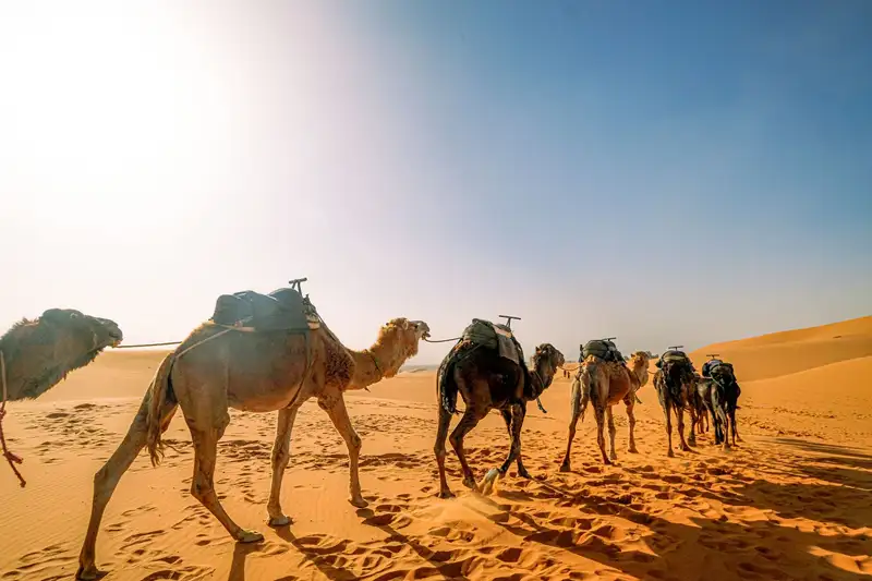 Der Seidene Atem Eurasiens: Eine Reise durch die vielschichtigen Routen, die Welten verbanden und bis heute faszinieren
