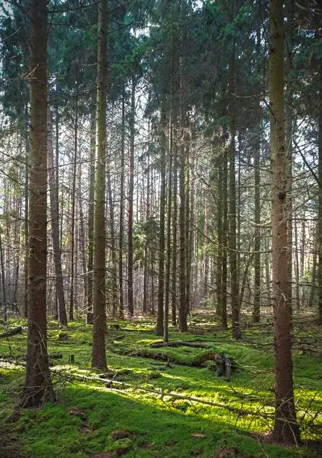 Alte Loren im Hohen Venn, überwuchert von Moos und Heidekraut