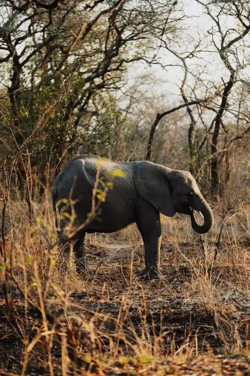 Elephant riding