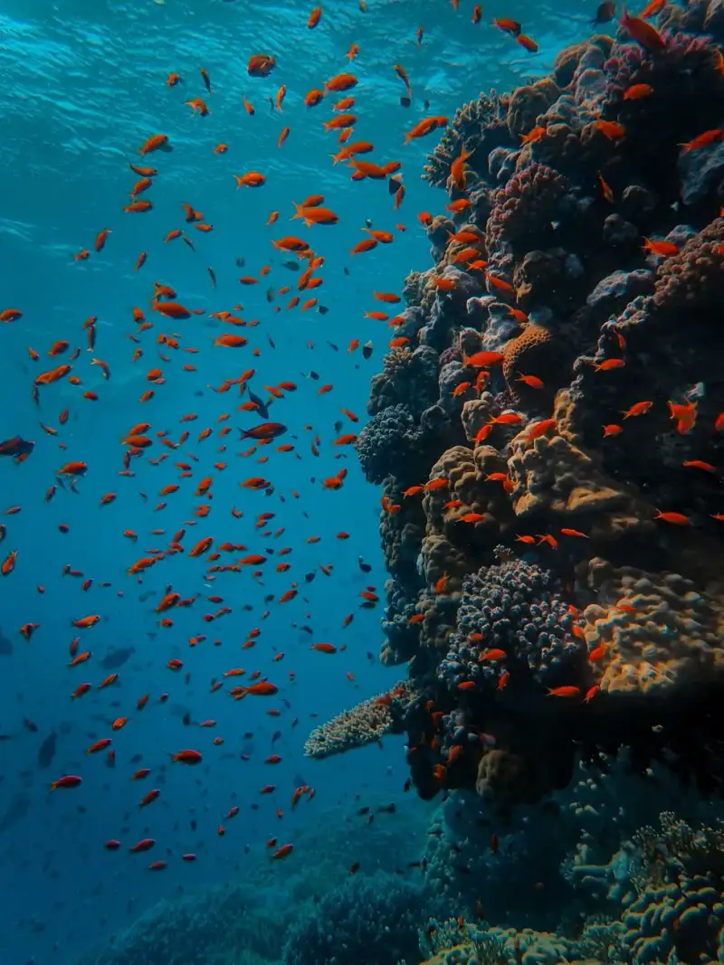 Underwater sculpture park