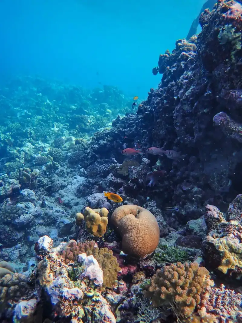 Underwater art and marine life