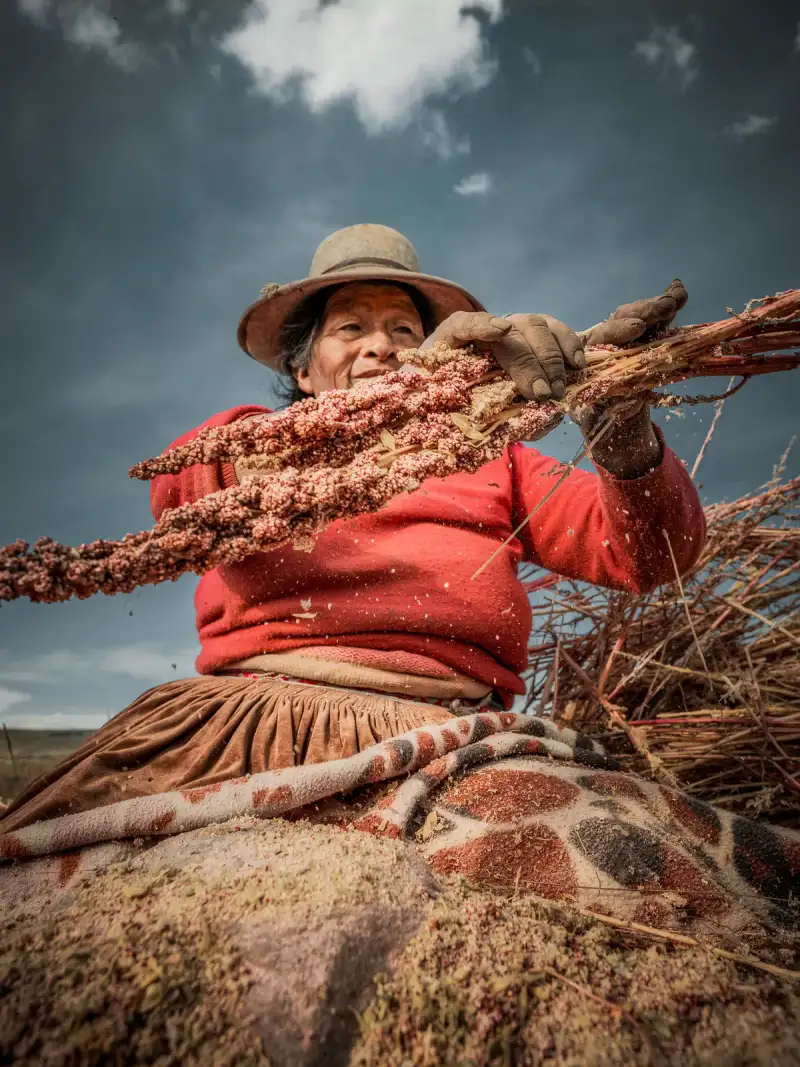 Echoes of the Andes: Unearthing the Lost Alchemy of Ancient Fermented Grains