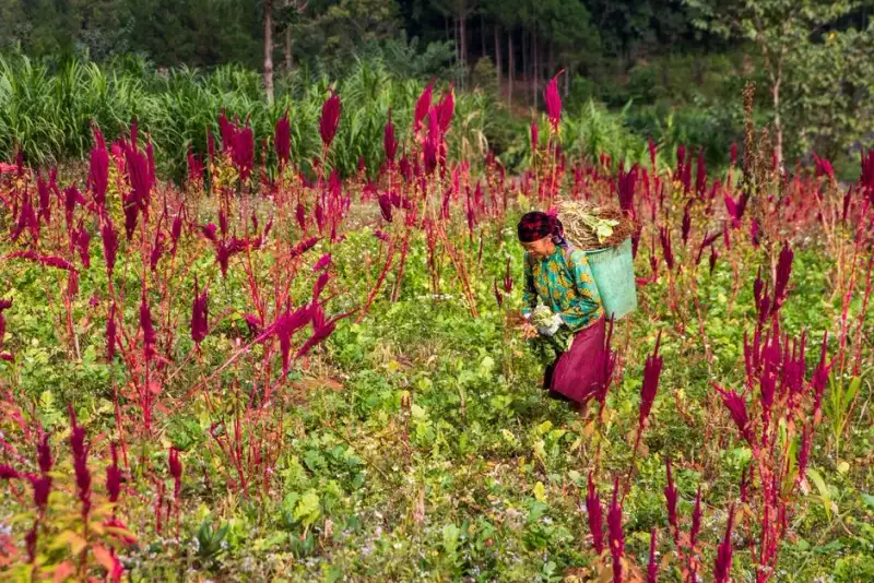 Modern amaranth harvest in high-altitude Mexican village