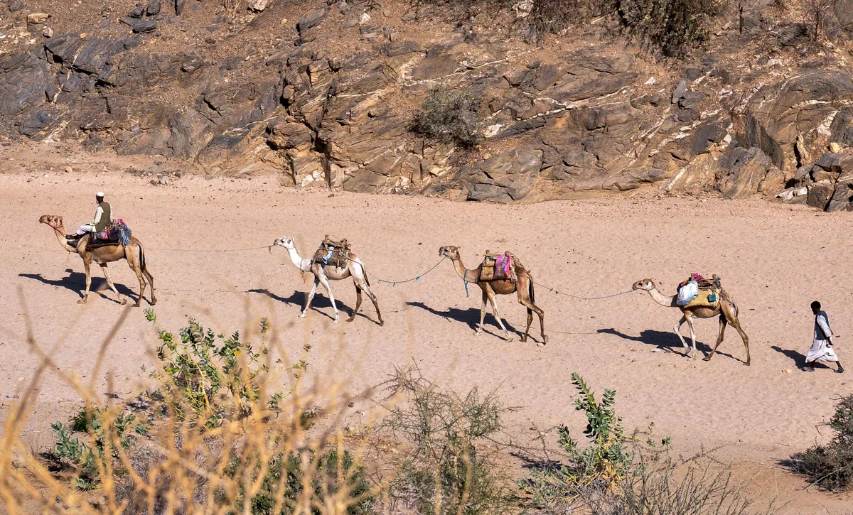 Salt caravan crossing the Danakil Depression