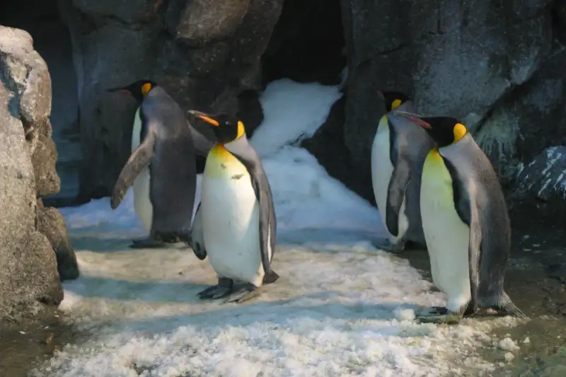 Exploring the Frozen Wilderness: The Magnificent Antarctica Expeditions