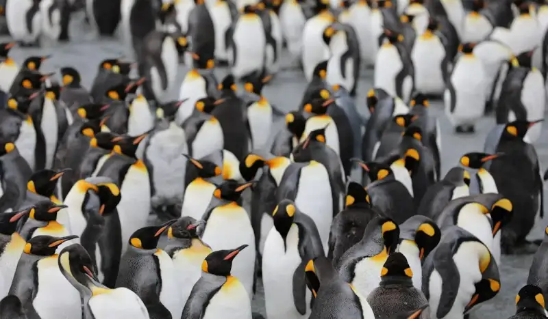 Wildlife in Antarctica