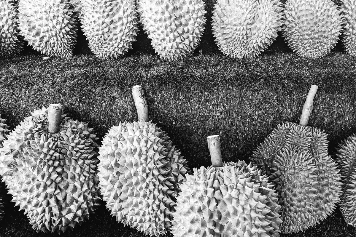 Durian fruit with spiky husk and cut open segments