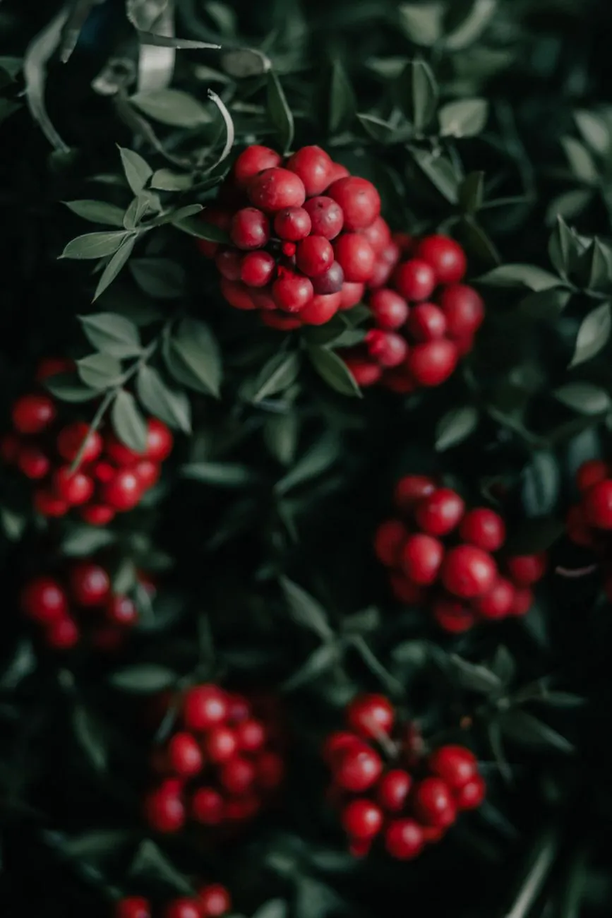 Miracle fruit berries on a branch