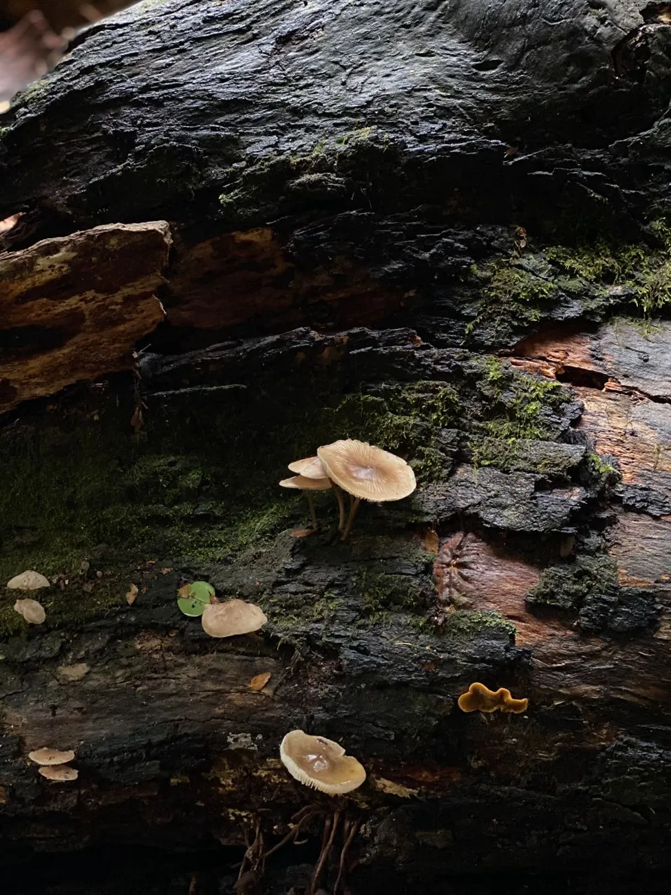 Mycelium network close up