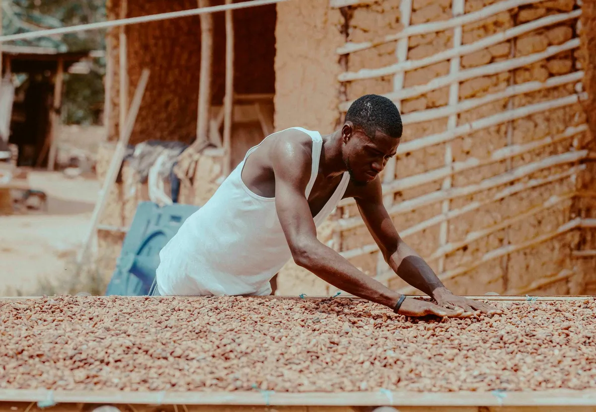 A close-up of cacao beans drying on wooden racks under the tropical sun, with workers carefully turning them