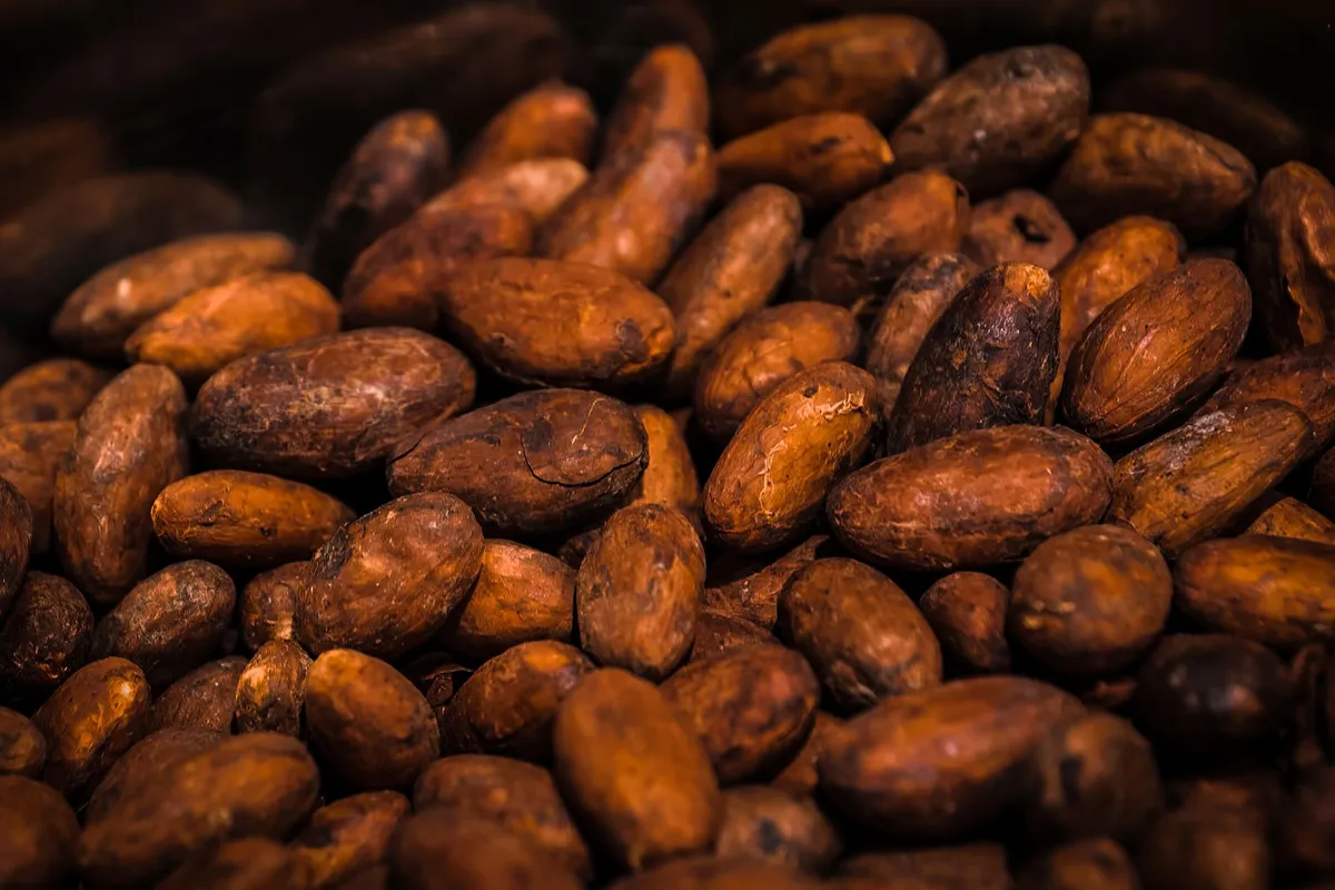 A chocolatier inspecting a batch of fermenting cacao beans, with a focus on the vibrant colors and textures