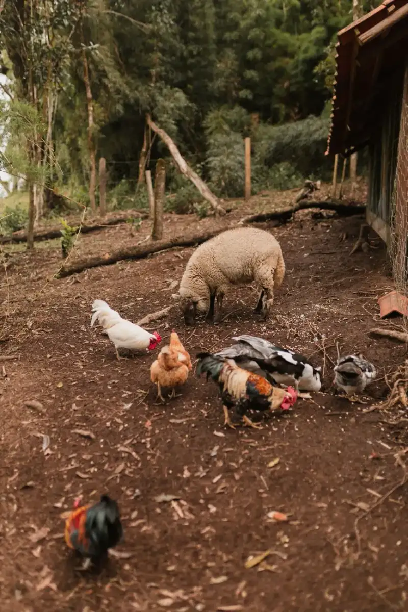 Grass-fed beef on a farm