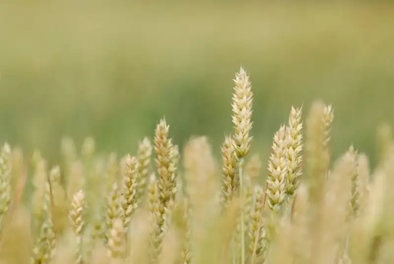 Barley in a field