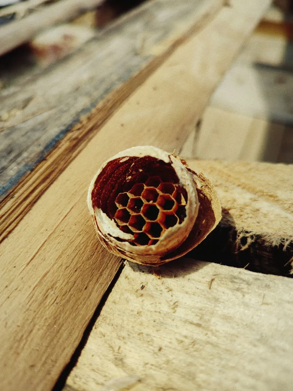 Honey’s Hidden DNA: Decoding Terroir and Floral Pollination in Every Golden Drop