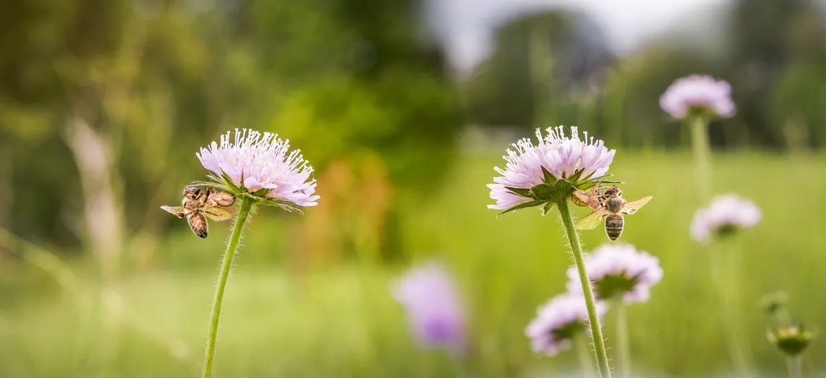 Bee on Wildflower Meadow