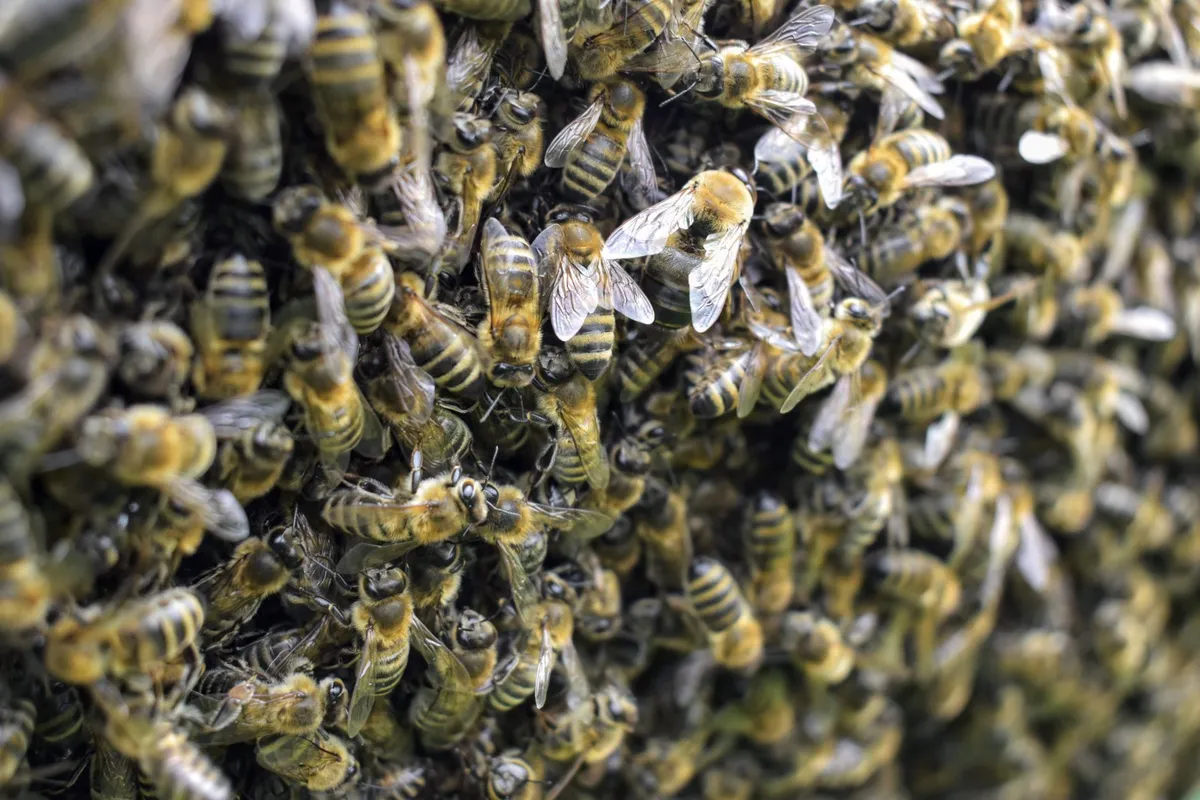 Close‑up of Bees Adding Wax