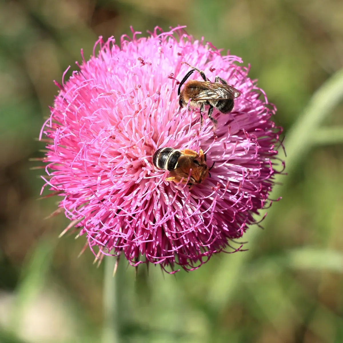 Wild Bees on Flowering Bush