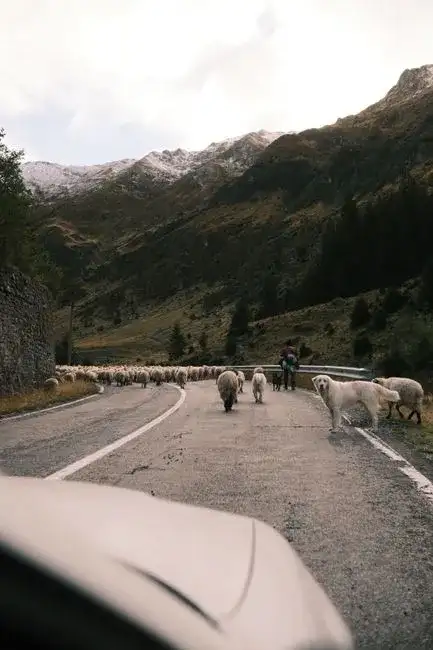Pastori con greggi lungo un antico tratturo