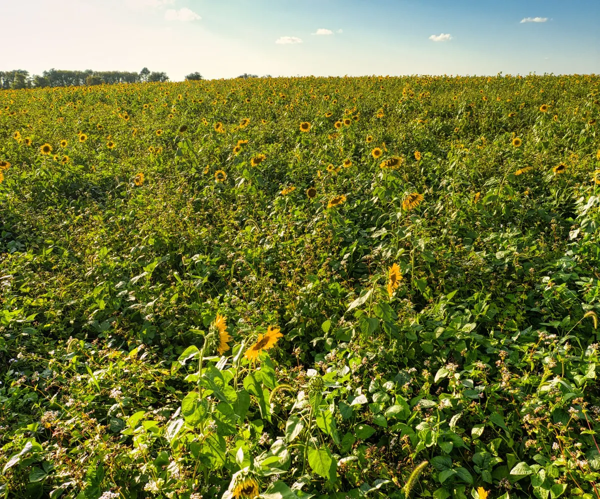 Sustainable agriculture and regenerative farming