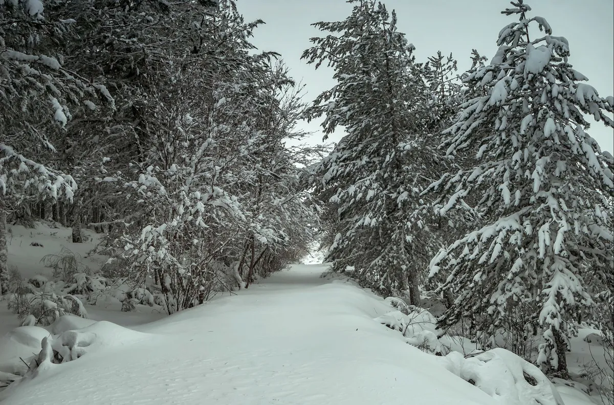 A wooden signpost pointing to Nyuto Onsen, with a snow-covered path leading into the forest