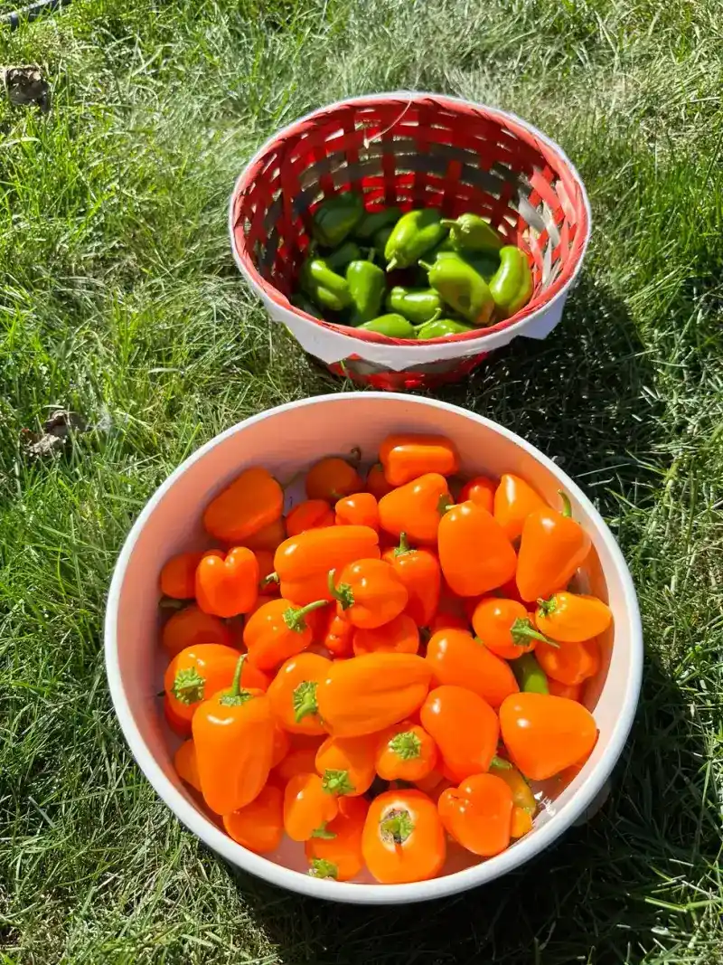 Fresh vegetables for kimchi