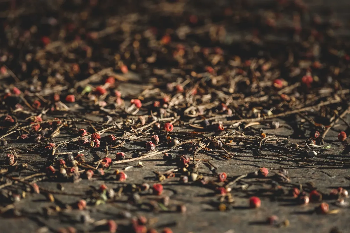Fresh Sichuan ingredients on a table