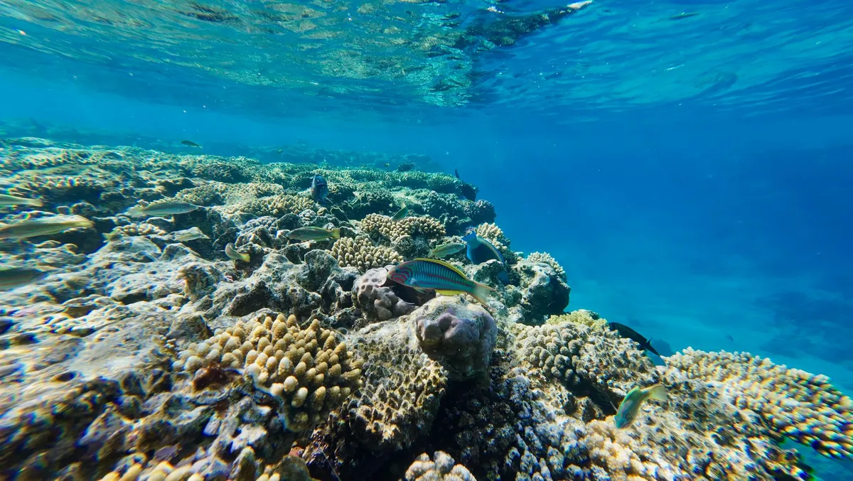 Vibrant coral reef with tropical fish
