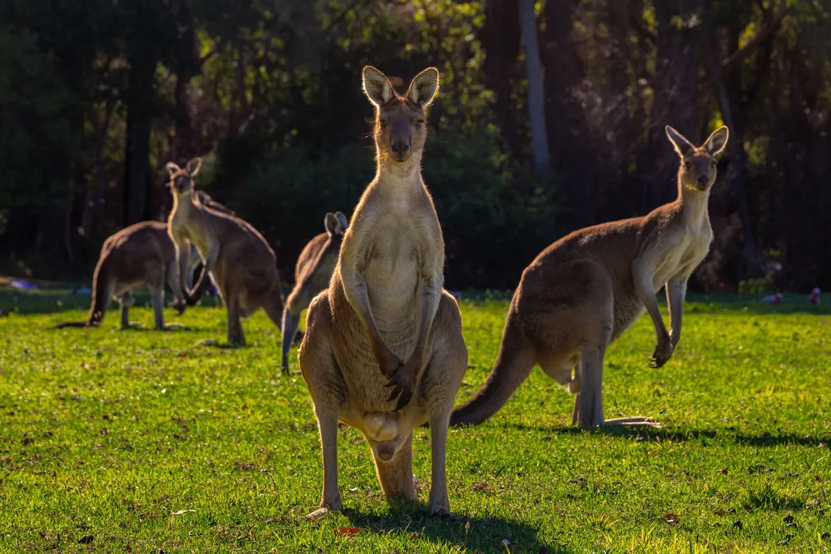 Kangaroo in the Australian outback