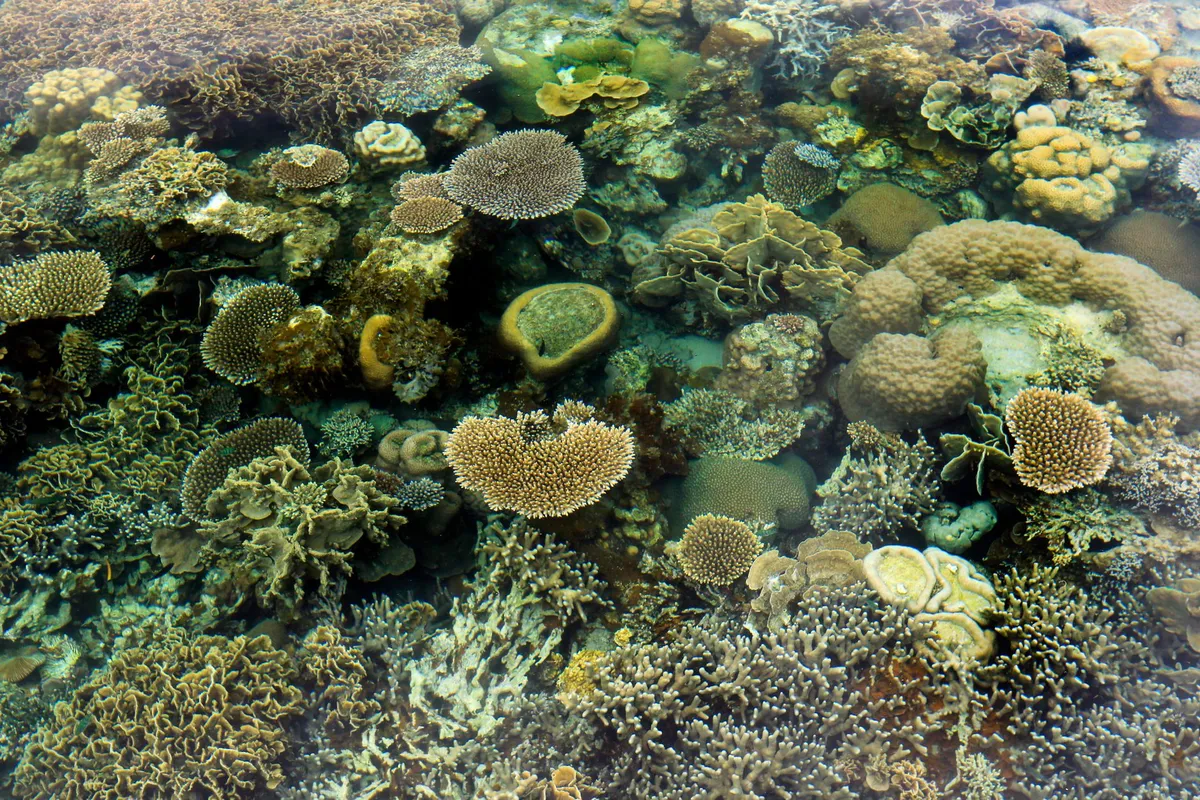 Vibrant underwater coral reef with fish