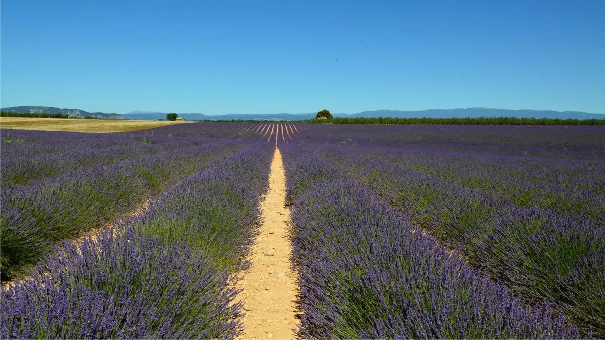 L'Or Pourpre de la Provence : Voyage au Cœur des Océans de Lavande