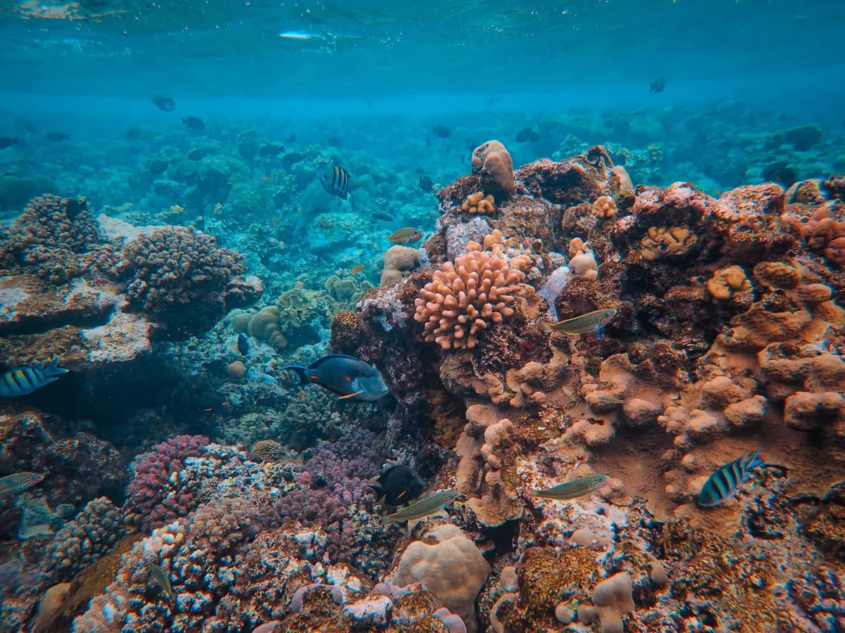 Aerial view of Great Barrier Reef turquoise waters