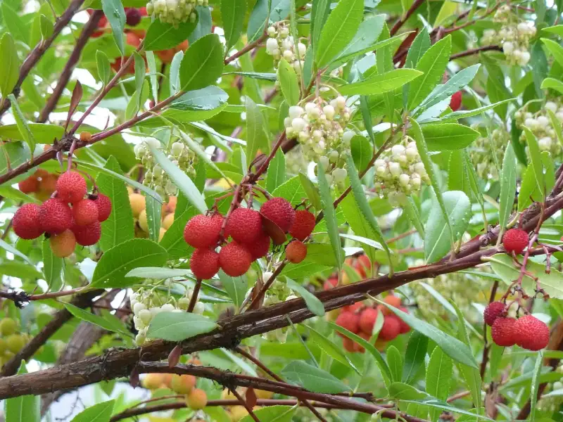 La Genesi Segreta del Miele Amaro di Corbezzolo: Un Elisir Sardo tra Botanica e Poesia Gustativa