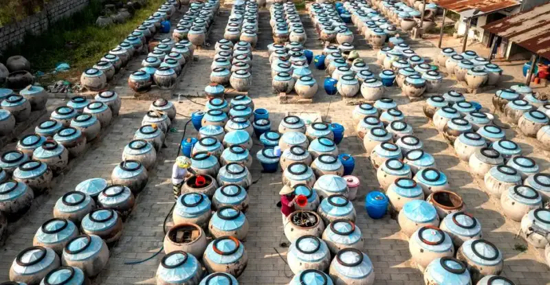 Traditional fish sauce production in Southeast Asia